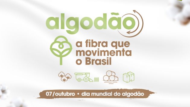 Algodão, a fibra que movimenta o Brasil