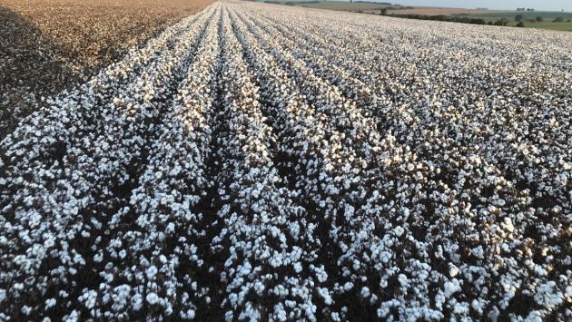 Cotonicultura do Brasil fez da diversificação  o caminho para a proteção sustentável de cultivos