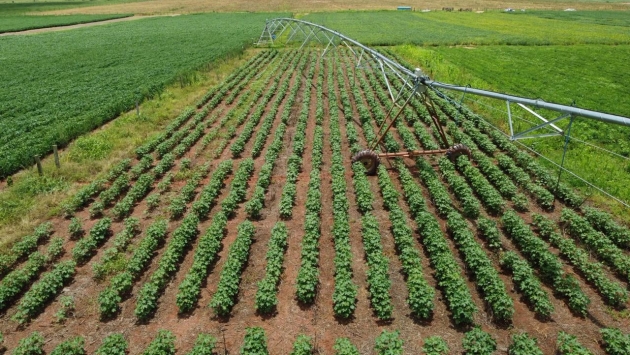 Pesquisas do GEA/Unoeste para a Safra 2025/26 reforçam compromisso com inovação e sustentabilidade na cotonicultura