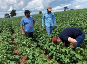 APPA realiza visita lavouras de algodão no oeste paulista
