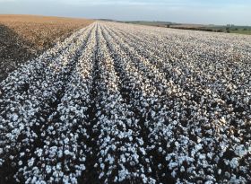Cotonicultura do Brasil fez da diversificação  o caminho para a proteção sustentável de cultivos