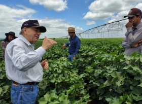 Treinamento sobre Manejo Integrado de Pragas fortalece cotonicultura no Noroeste Paulista