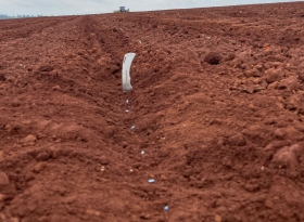 Implantação dos Ensaios de Cultivares de Algodão para o SP Cotton Day 2026