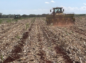 Noroeste Paulista inicia semeadura do algodão para a safra 2025/26